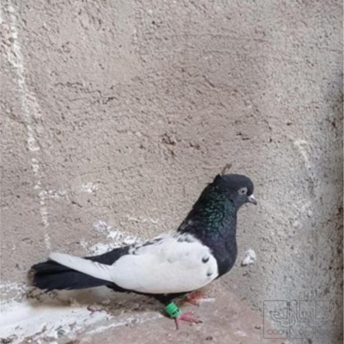 خانه و  آشپزخانه - حیوانات - پرندگان