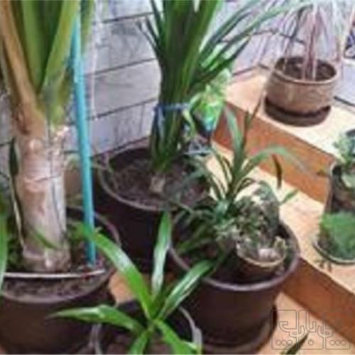 خانه و  آشپزخانه - باغبانی - گل و گیاه طبیعی