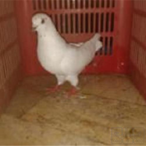 خانه و  آشپزخانه - حیوانات - پرندگان