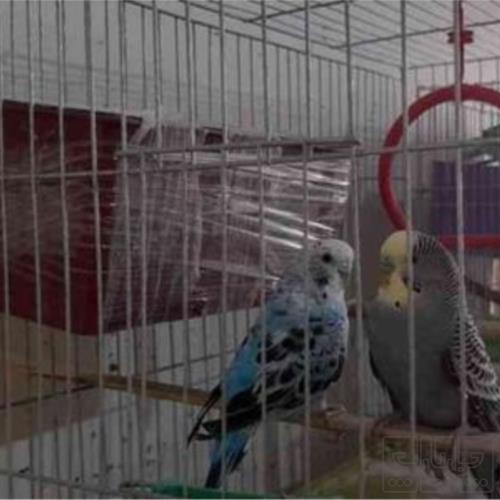 خانه و  آشپزخانه - حیوانات - پرندگان