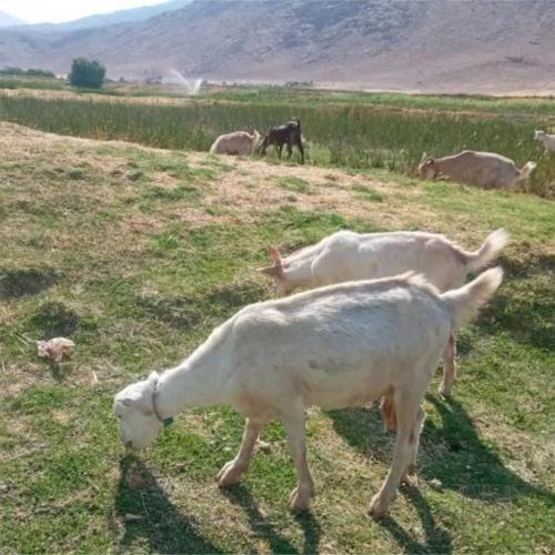 خانه و  آشپزخانه - حیوانات - پستانداران
