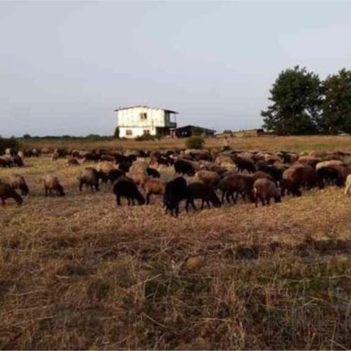 خانه و  آشپزخانه - حیوانات - پستانداران