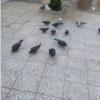 خانه و  آشپزخانه - حیوانات - پرندگان