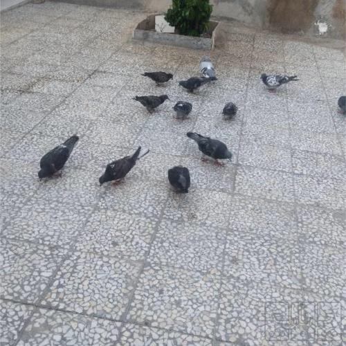 خانه و  آشپزخانه - حیوانات - پرندگان