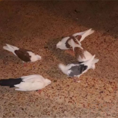 خانه و  آشپزخانه - حیوانات - پرندگان