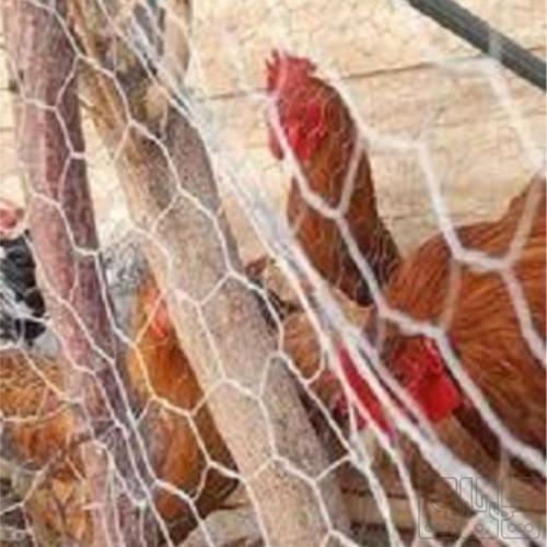 خانه و  آشپزخانه - حیوانات - پرندگان