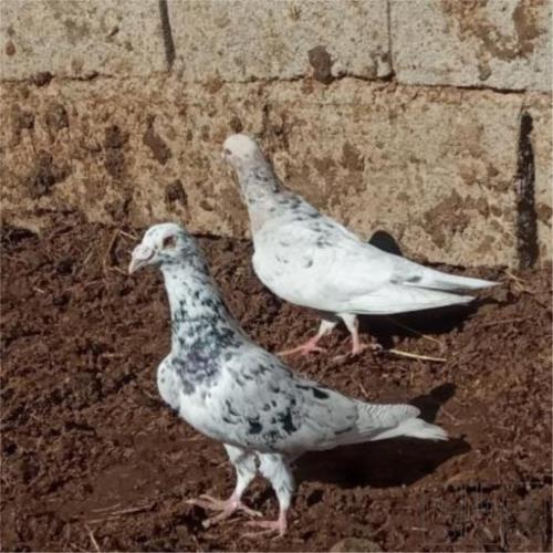 خانه و  آشپزخانه - حیوانات - پرندگان