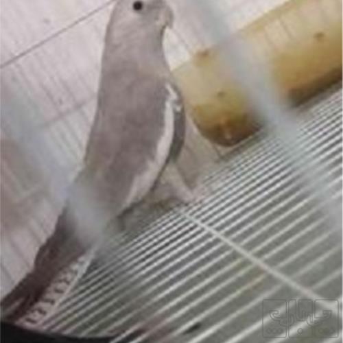 خانه و  آشپزخانه - حیوانات - پرندگان
