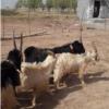 خانه و  آشپزخانه - حیوانات - پستانداران
