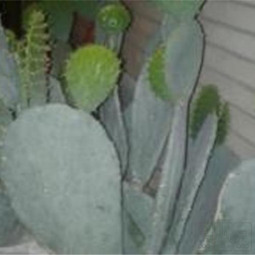 خانه و  آشپزخانه - باغبانی - گل و گیاه طبیعی