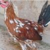 خانه و  آشپزخانه - حیوانات - پرندگان