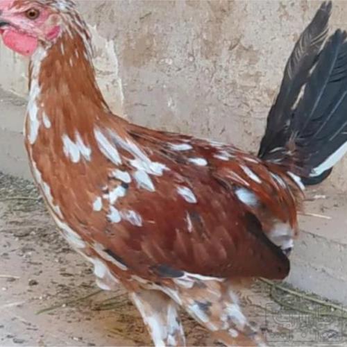 خانه و  آشپزخانه - حیوانات - پرندگان