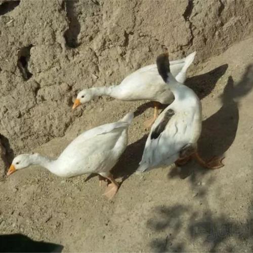 خانه و  آشپزخانه - حیوانات - پرندگان
