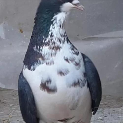 خانه و  آشپزخانه - حیوانات - پرندگان