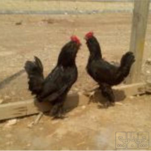 خانه و  آشپزخانه - حیوانات - پرندگان