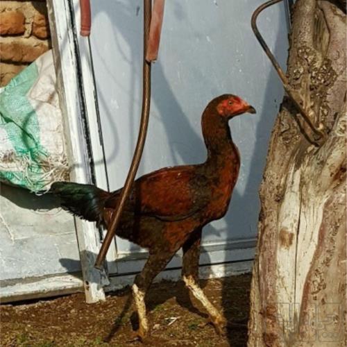 خانه و  آشپزخانه - حیوانات - پرندگان
