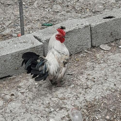 خانه و  آشپزخانه - حیوانات - پرندگان