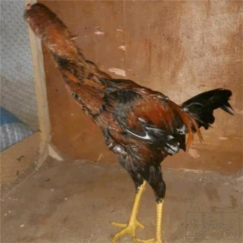 خانه و  آشپزخانه - حیوانات - پرندگان