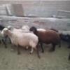 خانه و  آشپزخانه - حیوانات - پستانداران
