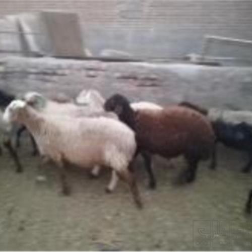 خانه و  آشپزخانه - حیوانات - پستانداران