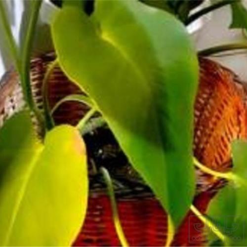 خانه و  آشپزخانه - باغبانی - گل و گیاه طبیعی