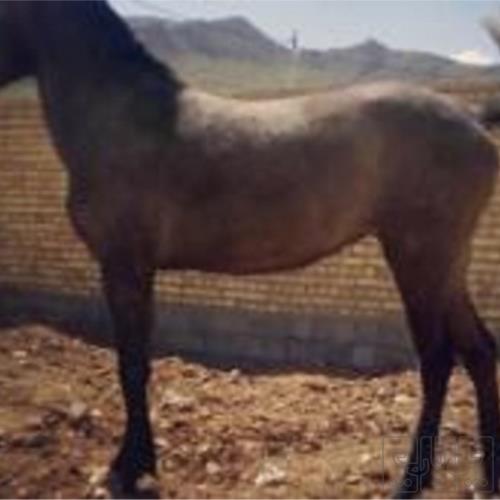 خانه و  آشپزخانه - حیوانات - پستانداران