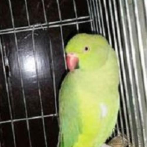 خانه و  آشپزخانه - حیوانات - پرندگان