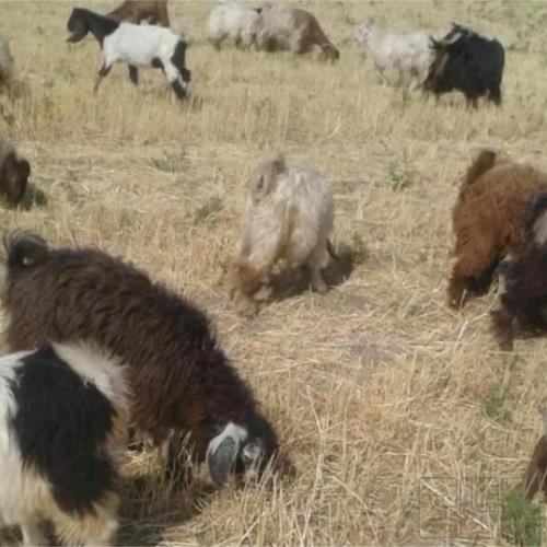 خانه و  آشپزخانه - حیوانات - پستانداران