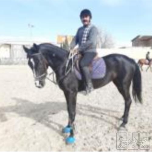 خانه و  آشپزخانه - حیوانات - پستانداران