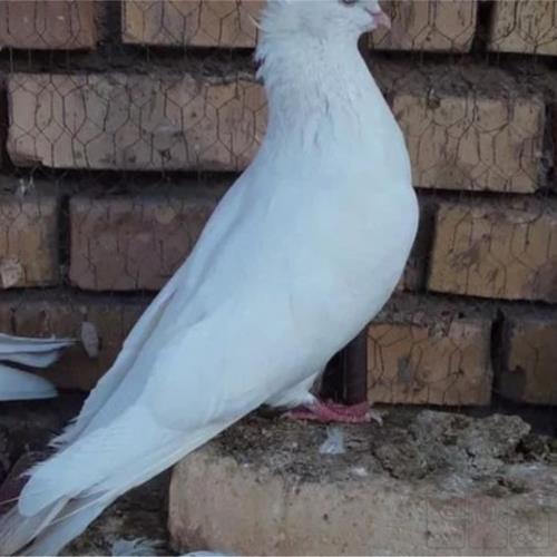 خانه و  آشپزخانه - حیوانات - پرندگان