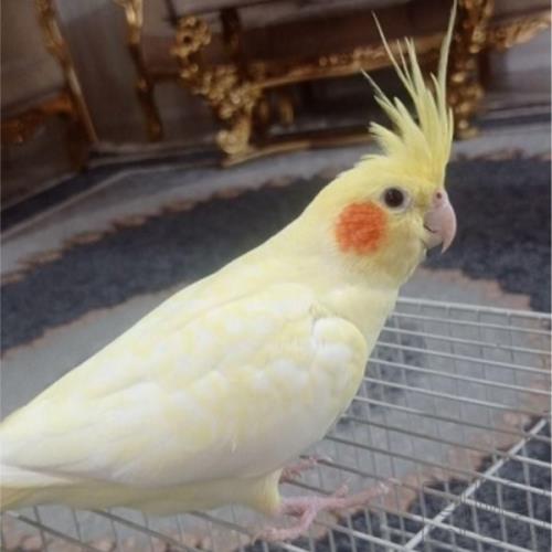 خانه و  آشپزخانه - حیوانات - پرندگان