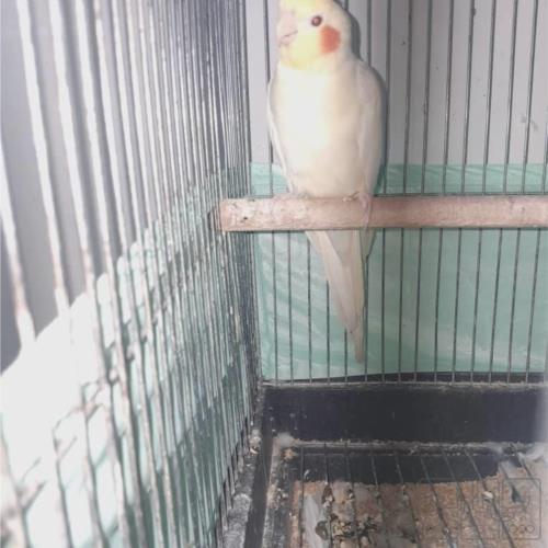 خانه و  آشپزخانه - حیوانات - پرندگان