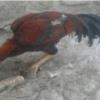 خانه و  آشپزخانه - حیوانات - پرندگان