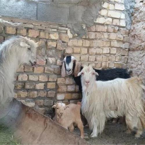 خانه و  آشپزخانه - حیوانات - پستانداران