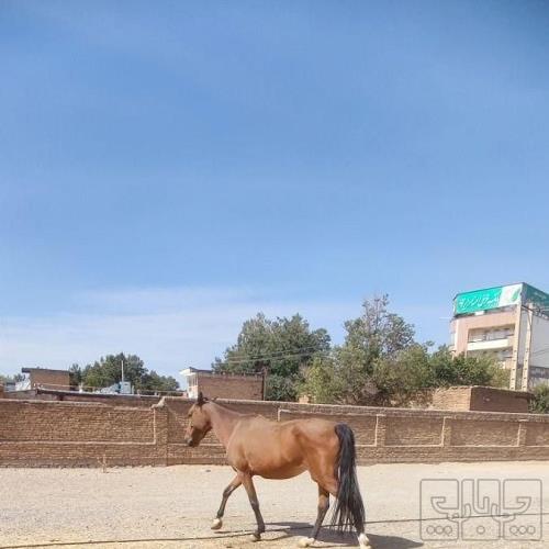 خانه و  آشپزخانه - حیوانات - پستانداران