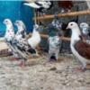خانه و  آشپزخانه - حیوانات - پرندگان