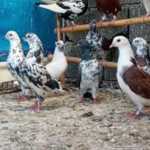 خانه و  آشپزخانه - حیوانات - پرندگان