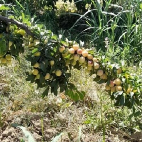 باغ و باغچه - انتقال مالکیت قطعی