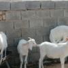 خانه و  آشپزخانه - حیوانات - پستانداران