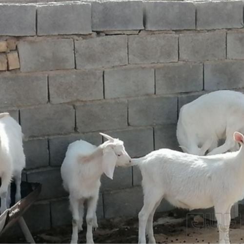 خانه و  آشپزخانه - حیوانات - پستانداران