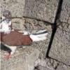 خانه و  آشپزخانه - حیوانات - پرندگان