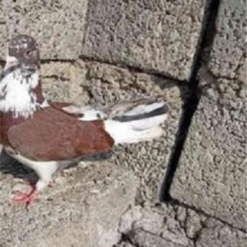 خانه و  آشپزخانه - حیوانات - پرندگان