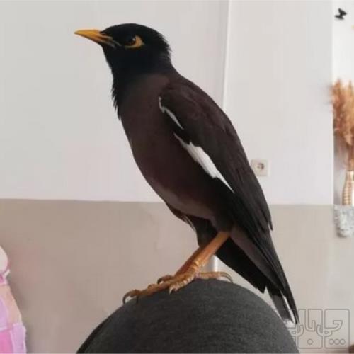 خانه و  آشپزخانه - حیوانات - پرندگان
