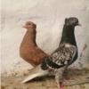 خانه و  آشپزخانه - حیوانات - پرندگان