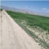 زمین زراعی - انتقال مالکیت قطعی - مشاع