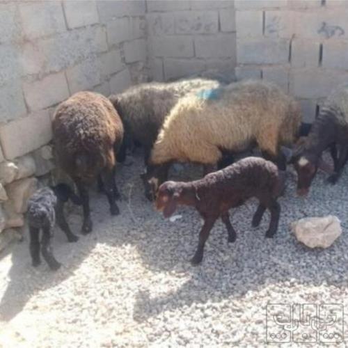 خانه و  آشپزخانه - حیوانات - پستانداران