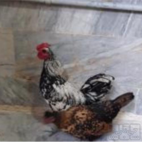 خانه و  آشپزخانه - حیوانات - پرندگان