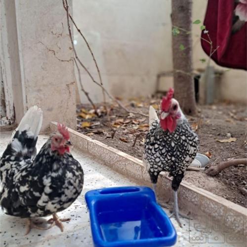 خانه و  آشپزخانه - حیوانات - پرندگان