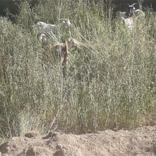 خانه و  آشپزخانه - حیوانات - پستانداران