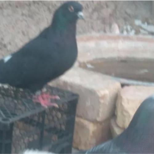 خانه و  آشپزخانه - حیوانات - پرندگان